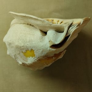 صدف دریایی بزرگ