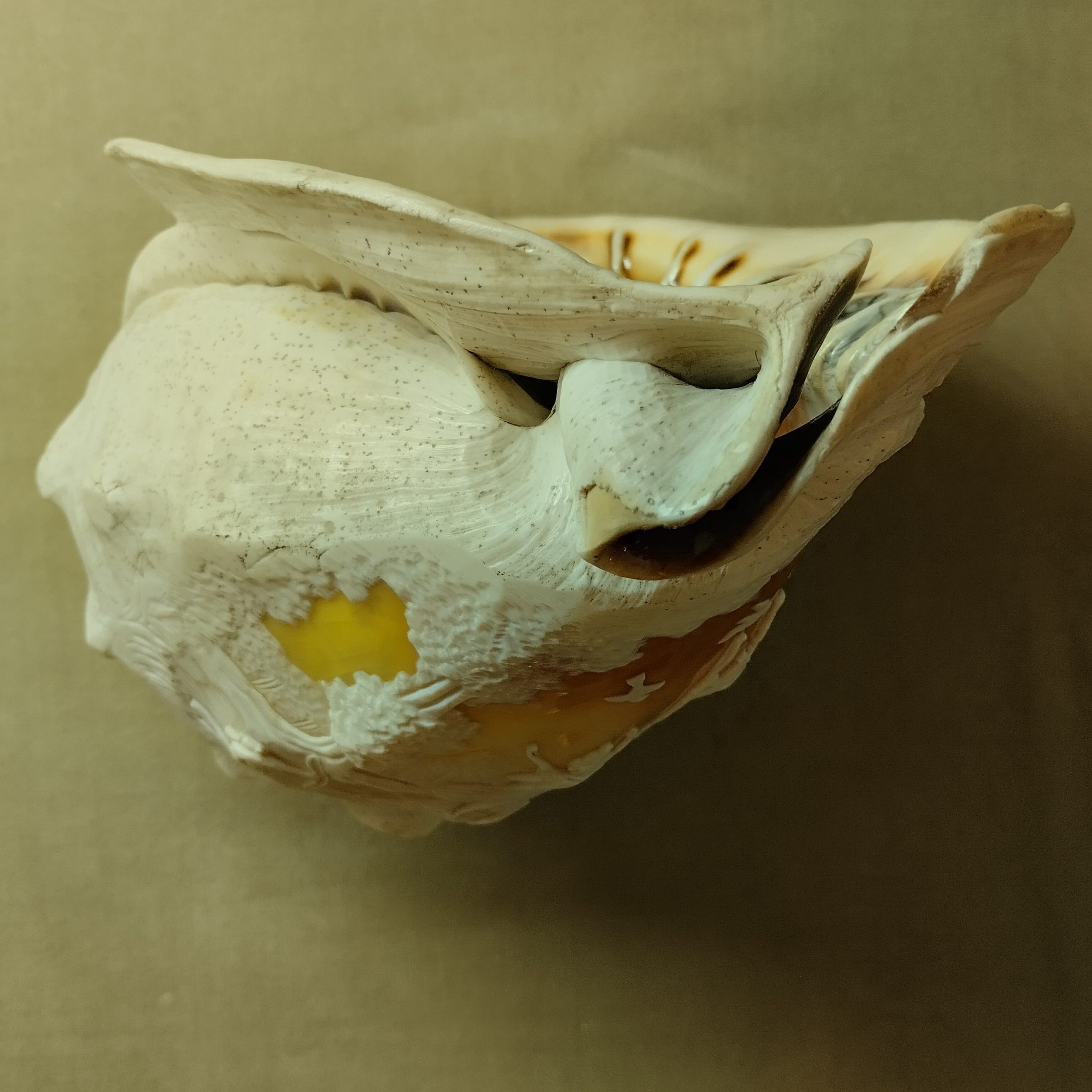 صدف دریایی بزرگ