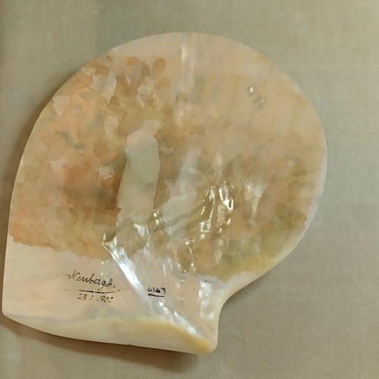 صدف نقاشی شده